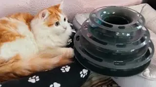 Кот Васька изучает новую игрушку!