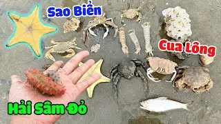 Đi Lụm Biển Nhặt Được Hải Sâm Tôm Tích Cua Lông - Thạc Đức TV