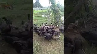 Feed duck 🦆 ( Morning ) #shorts