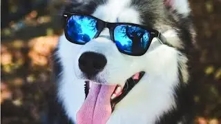 раскид в союзниках #стандофф2