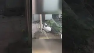Cat Saved Bird From Snake
