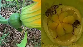 bee These vital pollinators for pumpkins fruit