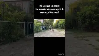 Бельгийская овчарка 4 месяца Каспер! Команда ко мне!