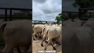 Novillas Brahman 🐮🧬