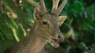 🦁🐒 Jungle Animal 🍥with relaxing sounds.