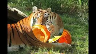 Pumpkin Destroying 101