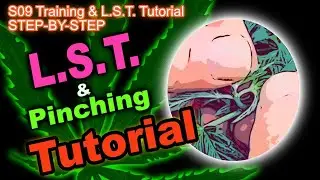 E09 How To LST (Low Stress Training) & Pinch Buds Tutorial (Day 10 of Veg Stage)