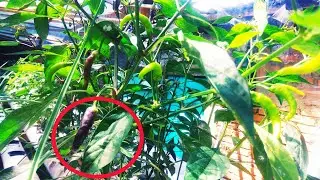 Cabe Hitam Begini Normalkah
