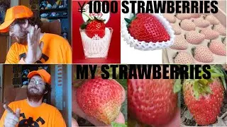 Japanese strawberries are EXPENSIVE. I'm trying to make my own.