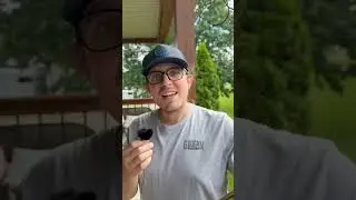 These Bees are Destroying My House... 