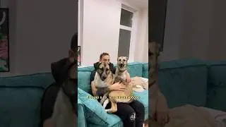 Больше про собакенов в тг «молодая бритни» 🐕