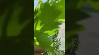 Почувствуйте  этот вайб ⛰🗻Горы💚