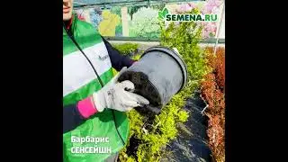 Барбарис Сенсейшн