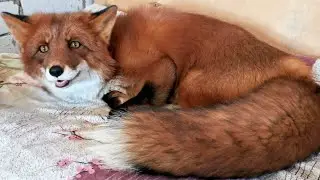 ALF the FOX gets a cheese medal