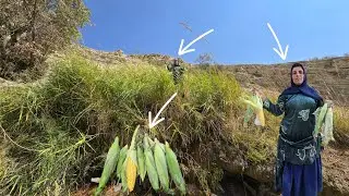 Esmat Picking Wild Corn in the Zagros Mountains 🌽🏔️