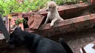 Những ngày hạnh phúc, thể hiện hết khả năng “báo con” của em cún mồ côi
