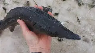 Угадай осетра?! Викторина, проверьте свои знания в осетрах