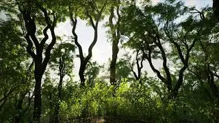 Trees Vol. 4 - Wind Demo - Sunrise - Unreal Engine 4.26 (4K)