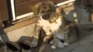 Kitten And Puppy Fall Asleep Together
