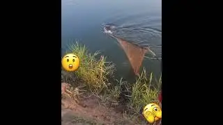 Вот это рыбалка! Толстолобик рвёт снасти!