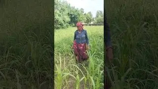 बरसात में भैंस के लिए चारा काटे ..Village Life.Rainy season #shorts #villagelife #villagelifestyle