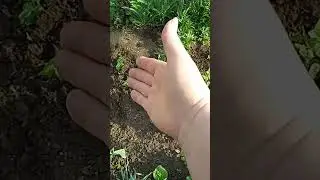 Лилии.Непрерывное цветение 🏵️ 