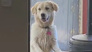 Golden Retriever X Pizza Box (Watch till the end)