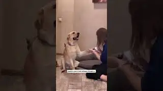 Дайте этой собаке Оскар 💯😂