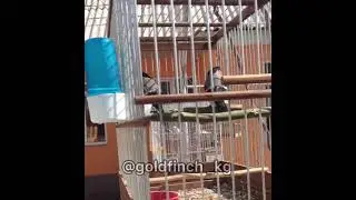 Eurasian bullfinch / снегири / pyrhulla pyrhulla