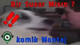 Bir Susar mısın ? - Köpek Harika Tokat