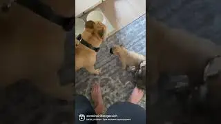 #dog #frenchie #собаки #animals #щенок