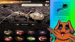 The Ants Underground Kingdom - Leptomyrmex Burwelli (IS AN ABSOLUTE MONSTER)