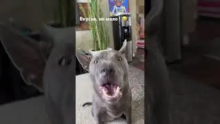 Вкусно, но мало! Хуфлик ест печенье 😎