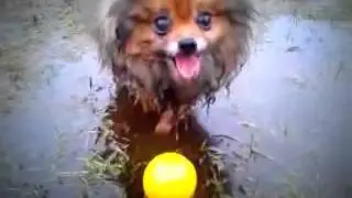 Шпицы грязи не боятся!!!