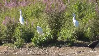 Egret’s and some Cormorant’s in the sun ❌🌞 👀  🎥. 👍 ‼️  🎦   ⏰ 👀 @redfox111 🟠