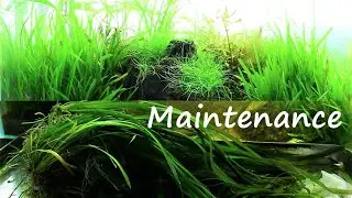 PLANTED TANK MAINTENANCE | ADA Iwagumi aquascape tutorial(2)
