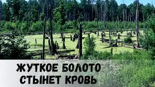 Как коптить рыбу, окунь горячего копчения и жуткое болото при виде которого стынет кровь!