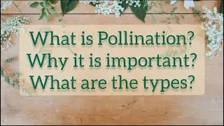Pollination | Self-pollination and Cross-pollination | Why is pollination important