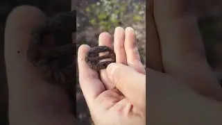 Пряжка шведского периода #коп #metaldetecting