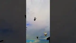#pigeon 🇦🇲#бой чёрной голубки