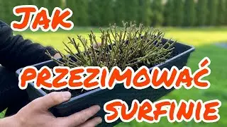 How to Overwinter Surfinias - A Practical 5-Minute Guide - Surfinia Wintering Guide