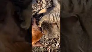 Cat in Love with a Dog (Rhodesian Ridgeback Puppy) 🥹