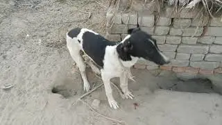 Powerful dog in the  village