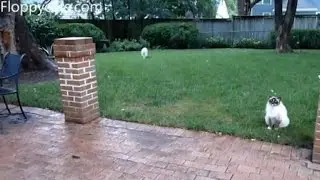 Ragdoll Cats Charlie and Trigg Trying to Come Inside - ねこ - ラグドール - Floppycats