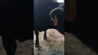 капризничает коровка