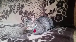 Chilling Cat (pt 2) & Weather view