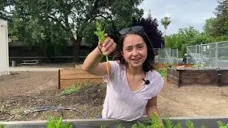It's Spring!  Time to Plant.