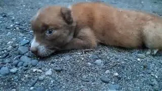 weak puppy