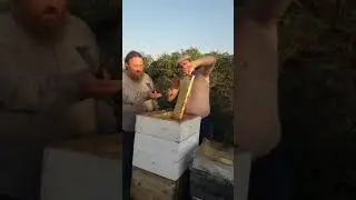 ЗОЛОТАЯ ПЧЕЛА- ТВОРИТ ЧУДЕСА!!!