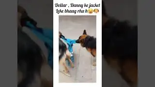 #subscribe Winter aa gyi , sab jackets phn lo🐶😁. #viral #youtubeshorts #gsd #cute #dog #funny#shorts